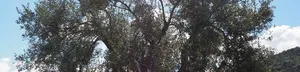 treedom friend